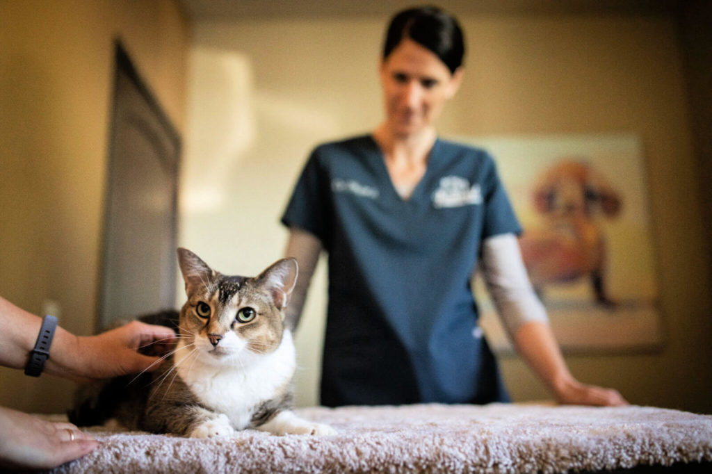 A cat sits on an exam table with a female doctor in the background.