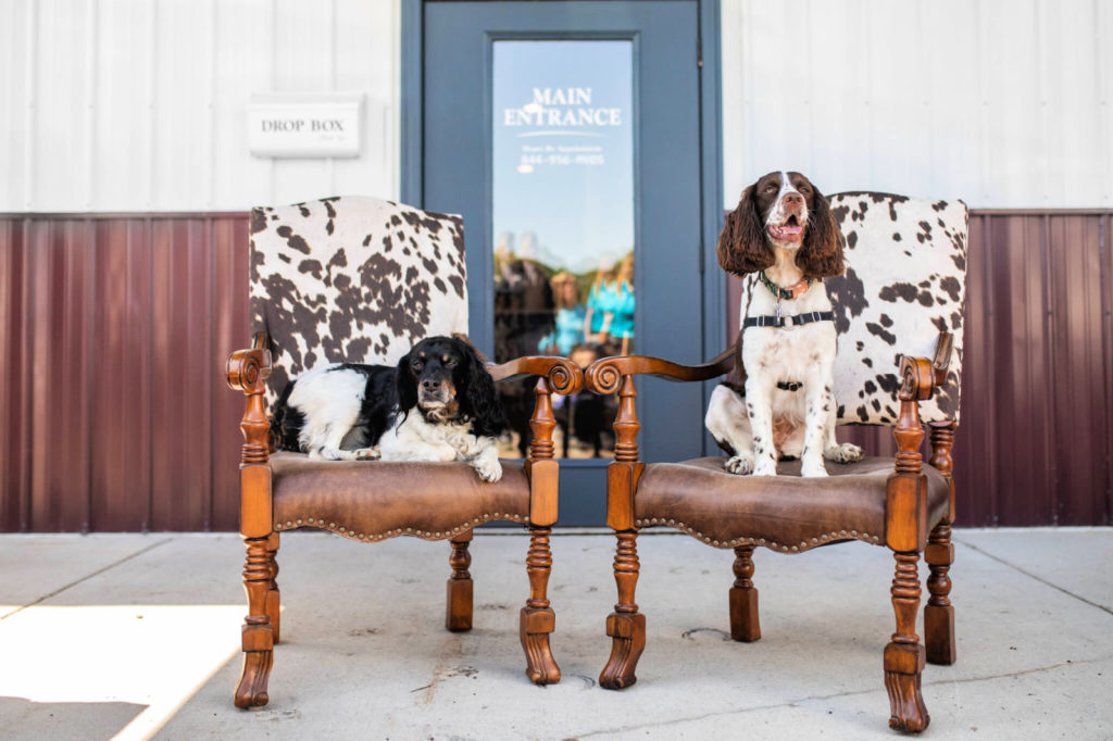Two dogs sit on chairs outside the MVDS clinic