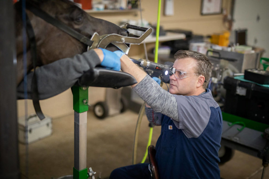 Dr. Travis Henry performs a dental exam on a horse.