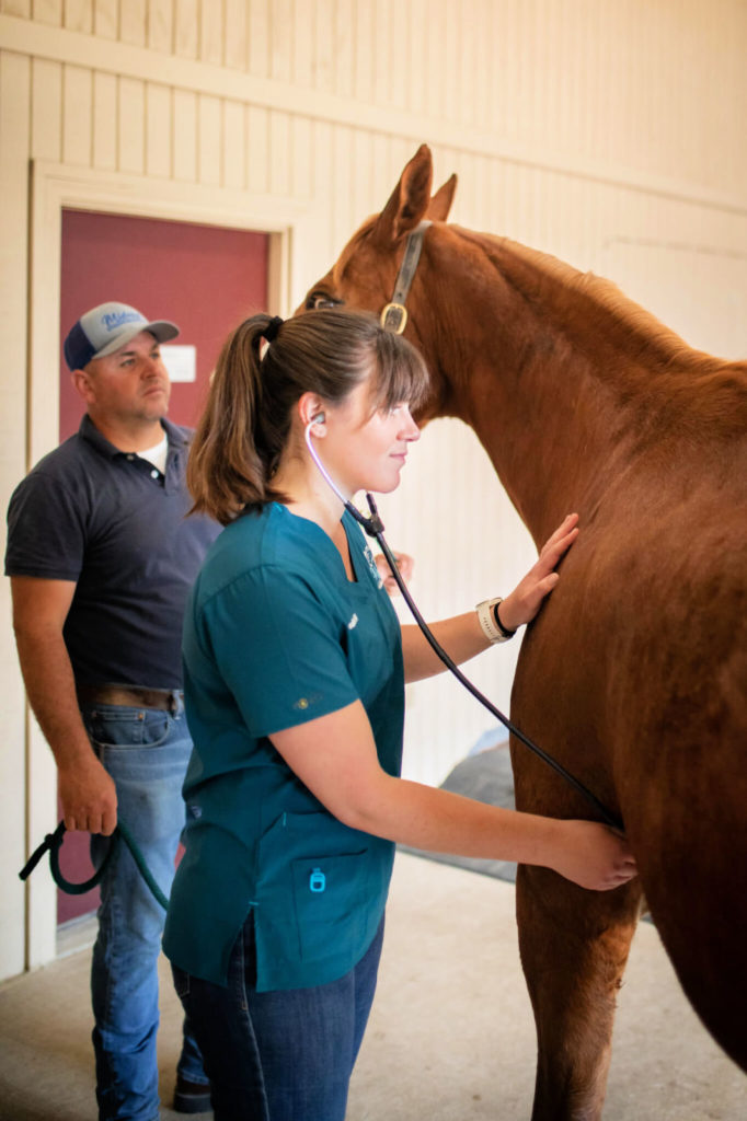 A horse has its heart rate checked during an exam at Midwest Veterinary Dental Services.