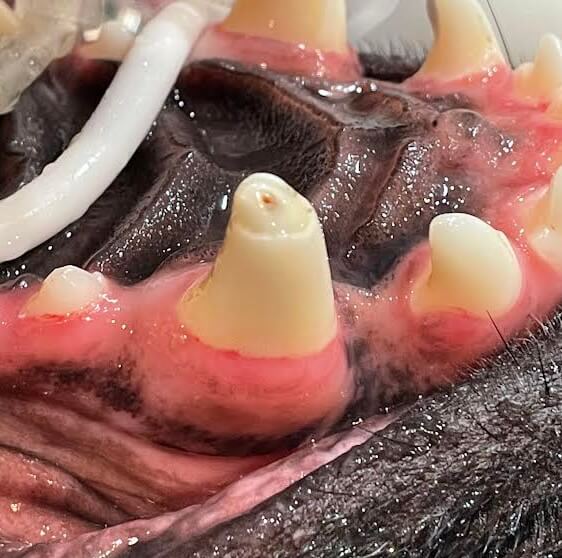 Small Animal Endodontics